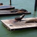 San Francisco Pier 39 (palo-alto_100_8811.jpg) Palo Alto, San Fransico, Bay Area